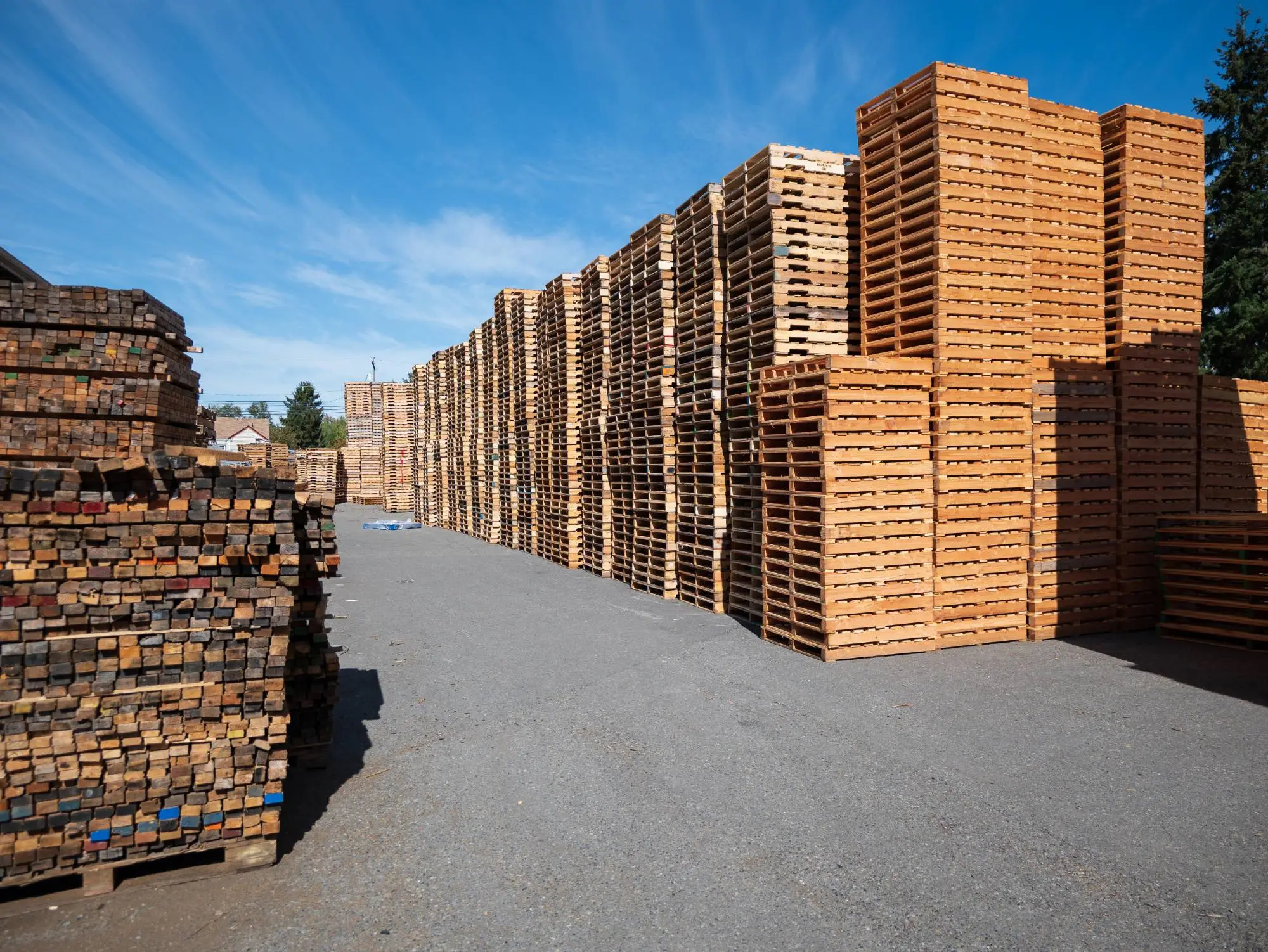 Rows of wooden pallets stacked high in the APSS pallet yard in Tacoma, WA under a clear blue sky